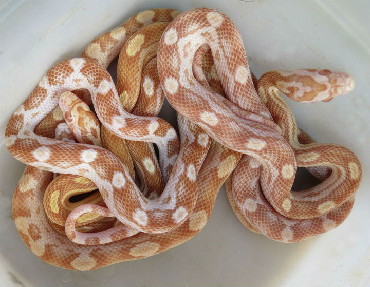 Motley Butter Corn Snakes